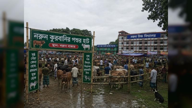 বিদ্যালয়ের মাঠে অস্থায়ী পশুর হাট, নীতিমালা লঙ্ঘনের অভিযোগ