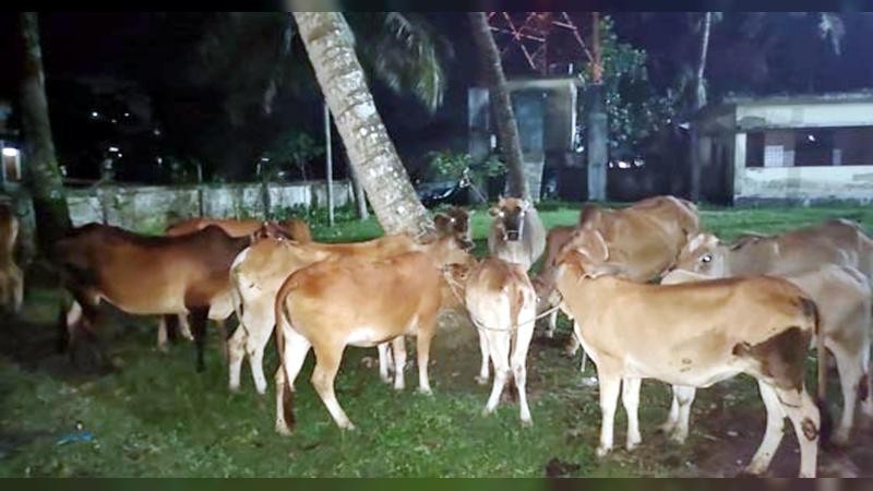 বরিশালে মালিকহীন ২৬ গরু উদ্ধার করল পুলিশ