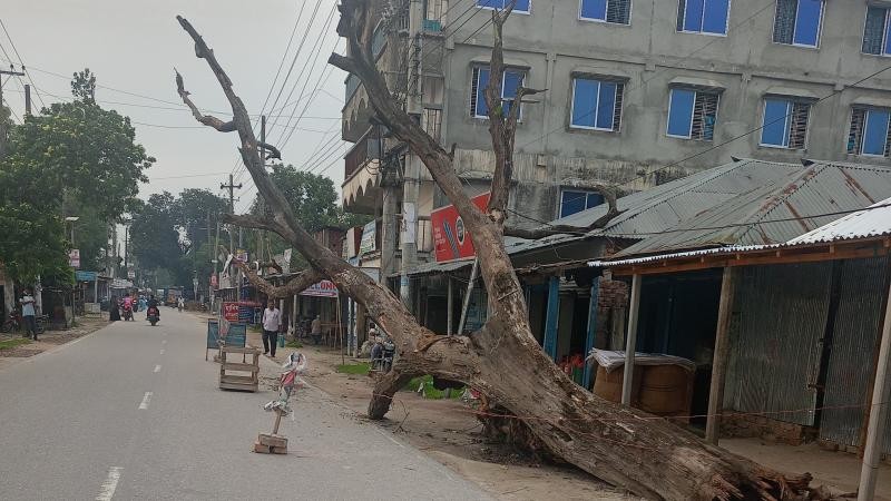 পড়ে আছে রাস্তায় গাছ, দূর্ঘটনার আশংকা