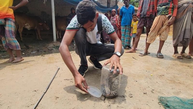 শেরপুরে প্রায় ৬ ফুট লম্বা বিষধর পদ্ম গোখরা উদ্ধার, পরে অবমুক্ত