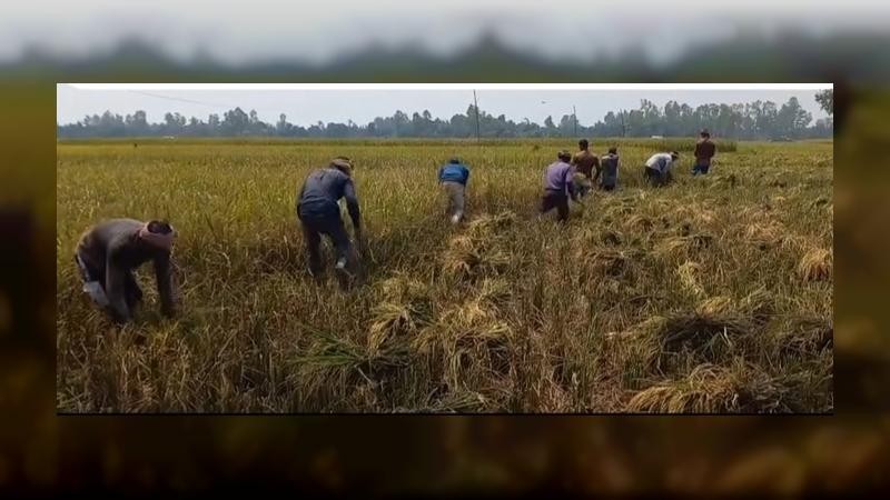সরকারি মূল‍্যের অর্ধেকে বিক্রি হচ্ছে ধান, ঈদের আমেজ নেই কৃষক পরিবারে