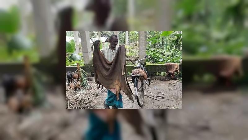 গাইবান্ধায় বাজারে ধস, শত শত চামড়া ফেলে গেলেন ব্যবসায়ীরা