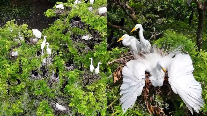 বুড়িচংয়ের কিশোরনগরে পরিযায়ী পাখির অভয়াশ্রম, সংরক্ষণে প্রশাসনের উদ্যোগ