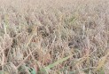 শাহজাদপুরে ইট ভাটার আগুনে পুড়ে গেছে ২০০ বিঘা জমির ধান