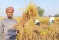 বোরো ধানের বাম্পার ফলন, কৃষকের মুখে হাসি