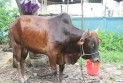 কোরবানি না করে আকিকা দেওয়া যাবে?