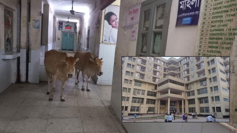 হাসপাতালে অবাধে ঘুরছে গরু,  তত্ত্বাবধায়ক বললেন 'পাহারার দায়িত্ব আমার না'