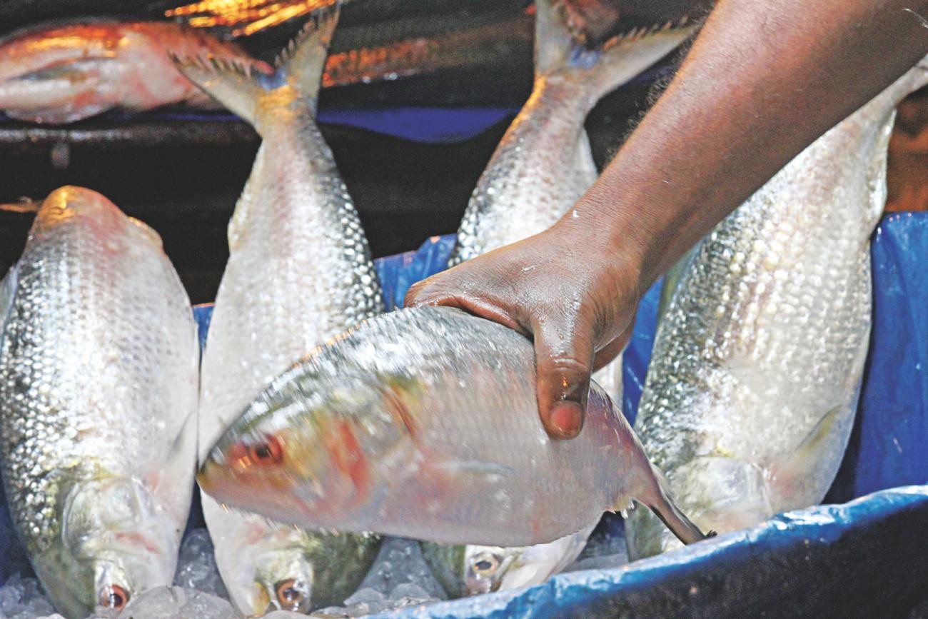 ভারতে রফতানি হলো ১০৭ টন ইলিশ
