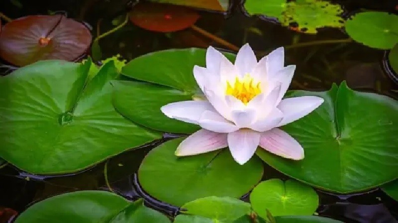 কোনো দলকেই ‘শাপলা’ দেবে না ইসি