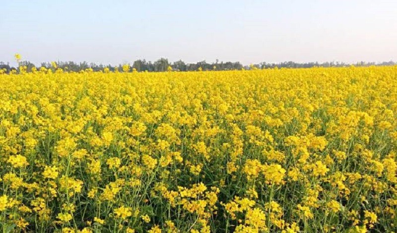 মোরেলগঞ্জে সরিষার বাম্পার ফলন, কৃষকের মুখে হাসির ঝিলিক   