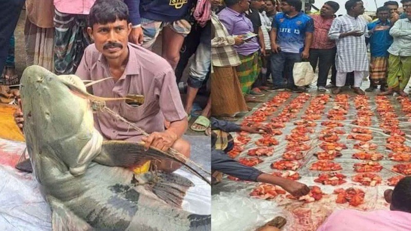 ব্রহ্মপুত্র নদে ধরা পড়ল ৯০ কেজির বাঘাইর