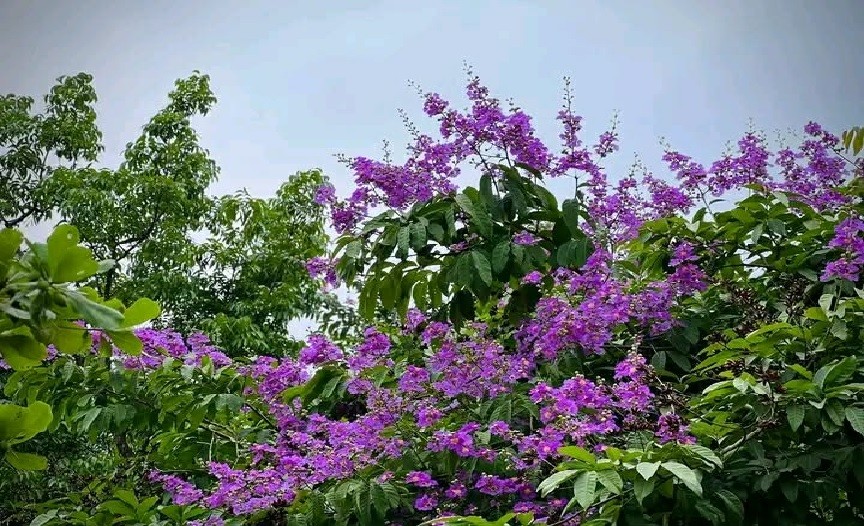 জারুলসহ নানা ফুলে ছেয়ে গেছে রাবি ক্যাম্পাস; মুগ্ধ শিক্ষার্থী-দর্শনার্থীরা   