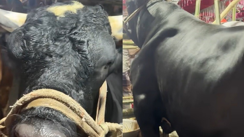 বেশি চিল্লায় আর বেশি খায়, তাই গরুর নাম নাসীরুদ্দিন পাটোয়ারী