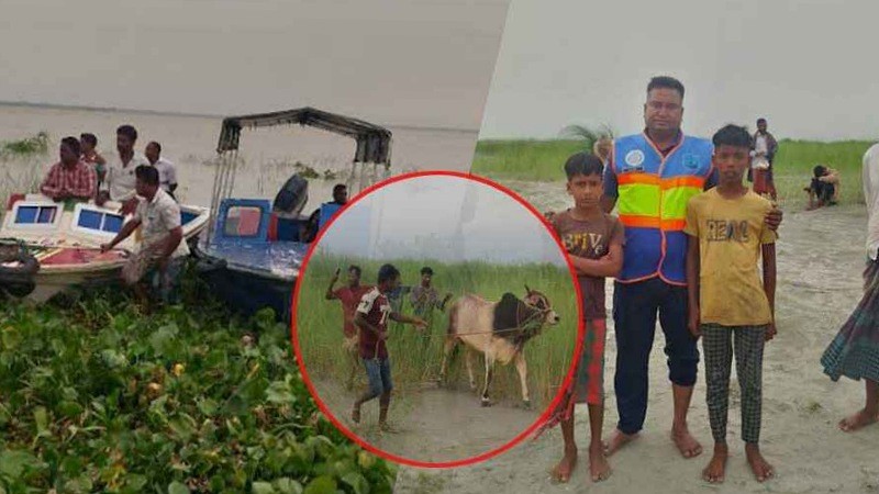 পদ্মায় ট্রলারডুবিতে ব্যবসায়ীসহ ২৩ গরু নিখোঁজ
