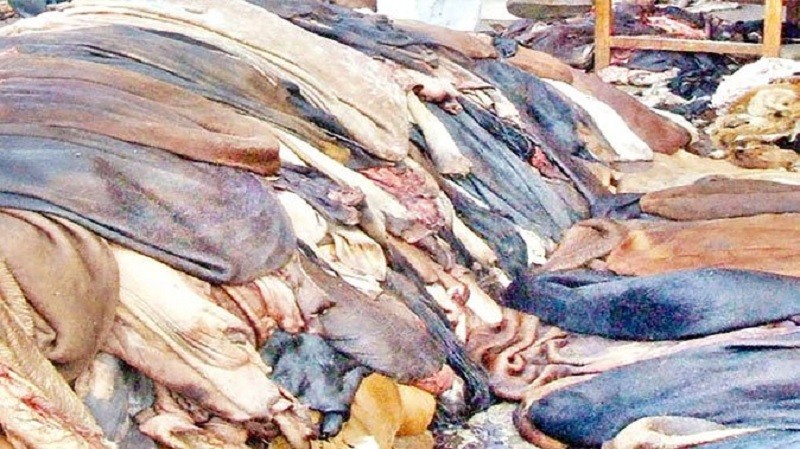 পশুর চামড়া নিয়ে নতুন যে সিদ্ধান্ত নিল সরকার