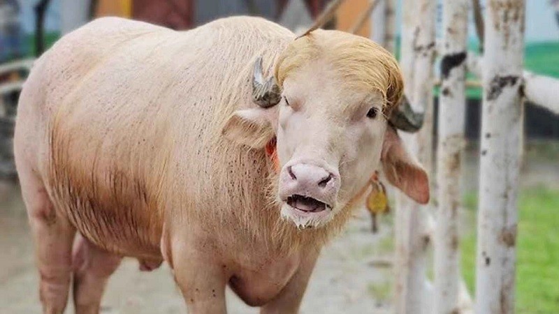এবার কোরবানির পশুর নাম রাখা হলো ডোনাল্ড ট্রাম্প