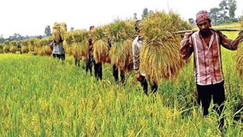 বোরো ধান সংগ্রহ শুরু, কৃষক বান্ধব নিয়ম কানুনের তাগিদ