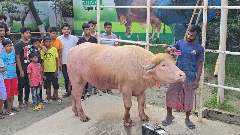 ৬ লাখে বিক্রি হলো ‘নেতানিয়াহু’, সাড়ে তিনে ‘ডোনাল্ড ট্রাম্প’