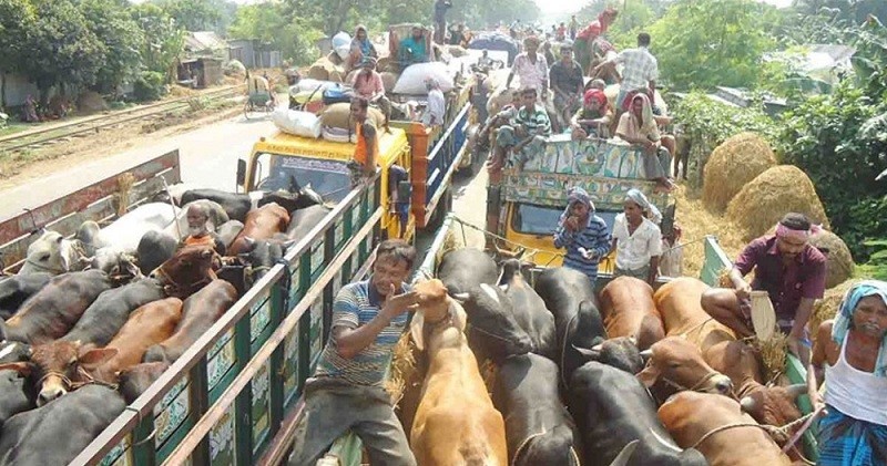 ঈদে কোরবানির পশু পরিবহনে নতুন নির্দেশনা