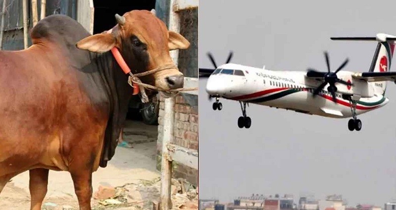 ঈদে মাংস কাটতে প্লেনে উড়ে ঢাকায় আসছেন কসাইরা