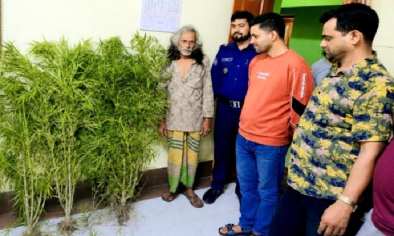 নকলায় কলাবাগানে গাঁজার চাষ, ৬ গাছসহ এক ব্যক্তি আটক