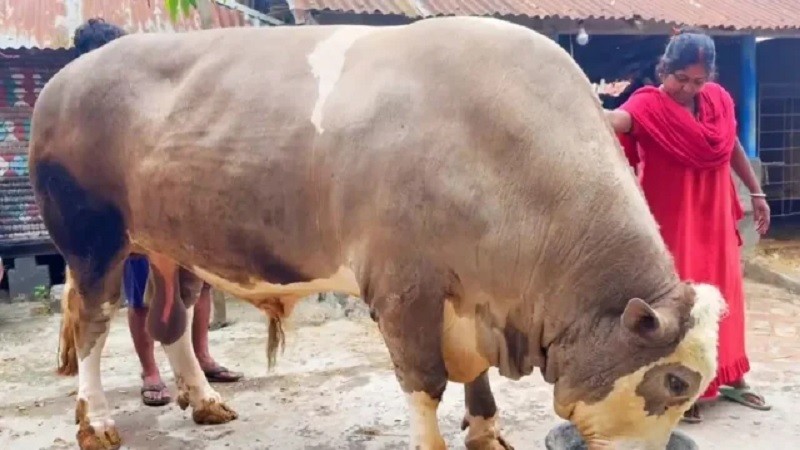 এবার যশোরে কোরবানির হাট কাঁপাতে প্রস্তুত ‘নেইমার’